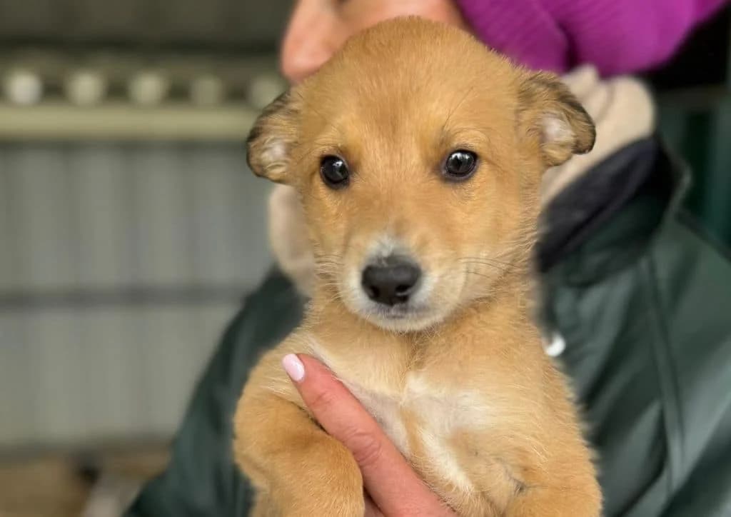 Biscuit, brown, white male puppy Mixed Breed for adoption at The Dog Rose), Dogrose