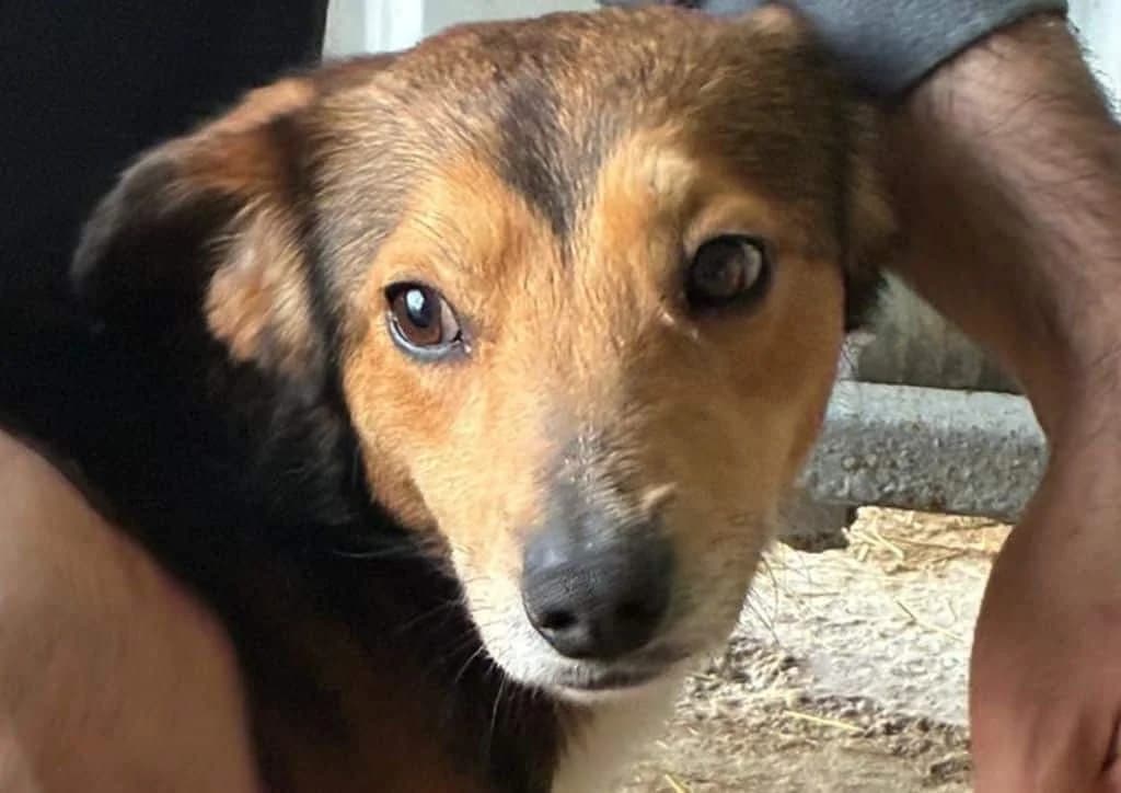 Bixby, black, brown, white male young Mixed Breed for adoption at The Dog Rose), Dogrose