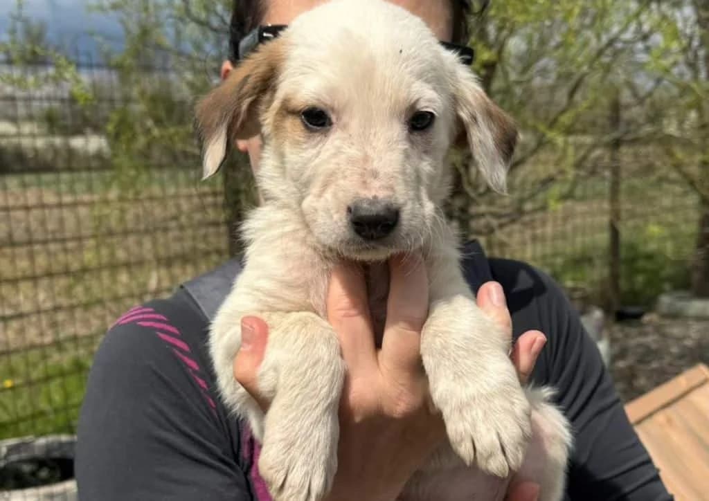 Bo, white, brown male puppy Mixed Breed for adoption at The Dog Rose), Dogrose