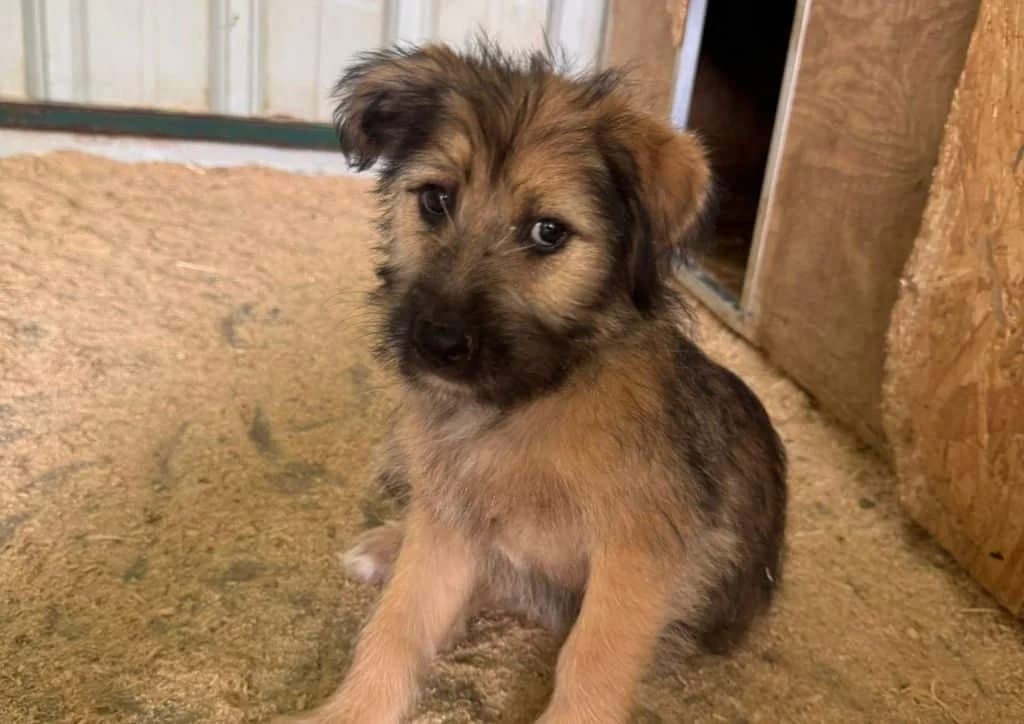 Bobbie, brown female puppy Mixed Breed for adoption at The Dog Rose), Dogrose