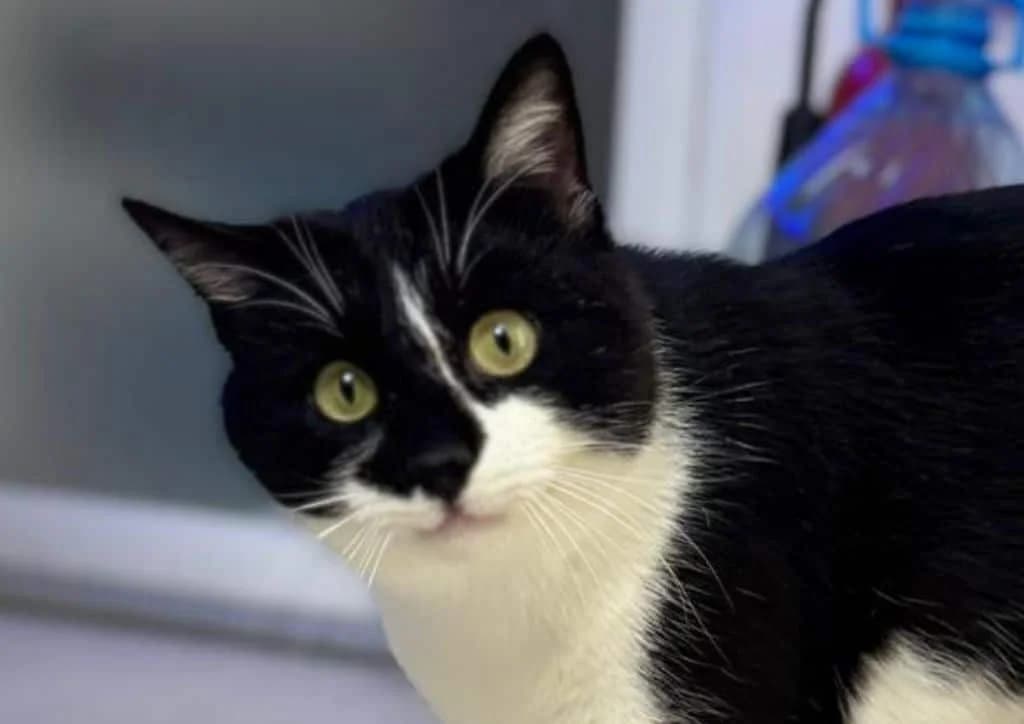 Boris, black, white male young Mixed Breed for adoption at The Dog Rose), Dogrose