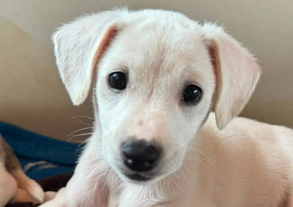 Bounty, white male puppy Mixed Breed for adoption at The Dog Rose), Dogrose