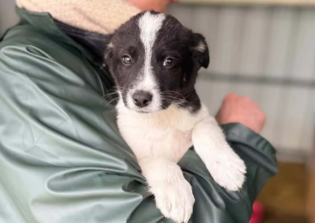 Breto, black, white male puppy Mixed Breed for adoption at The Dog Rose), Dogrose