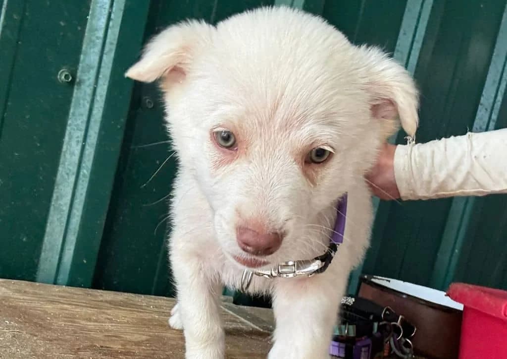 Britney, beige female puppy Mixed Breed for adoption at The Dog Rose), Dogrose