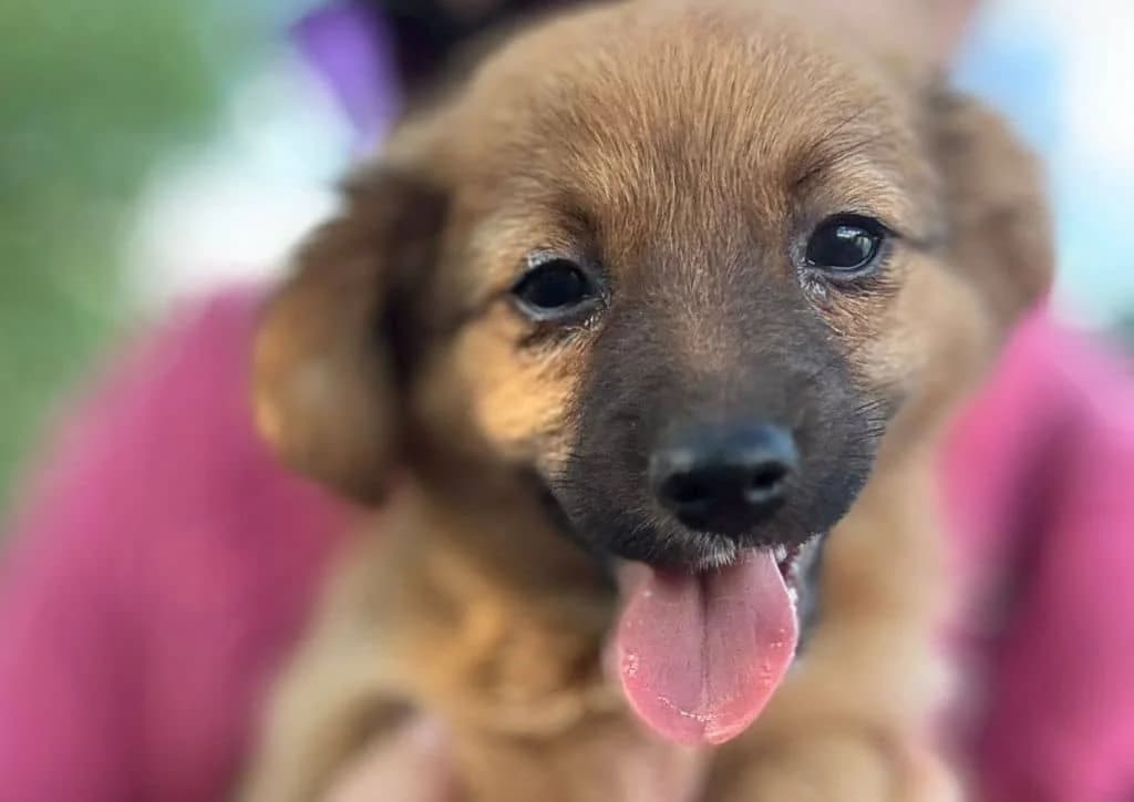 Browny, BROWNY female puppy Mixed Breed for adoption at The Dog Rose), Dogrose