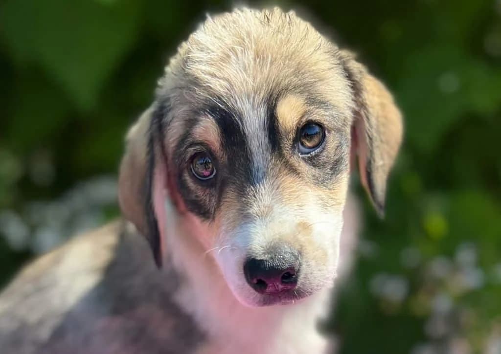 Buck, brown, white, beige male puppy Mixed Breed for adoption at The Dog Rose), Dogrose