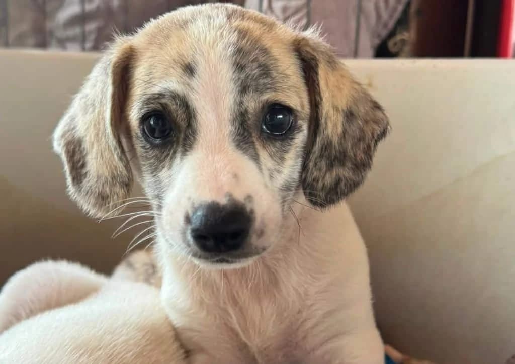 Bueno, white, brown male puppy Mixed Breed for adoption at The Dog Rose), Dogrose