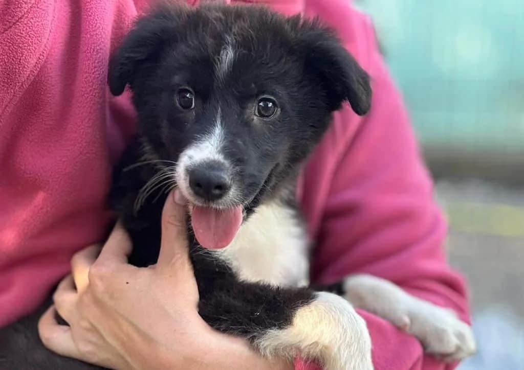 Bya, black, white female puppy Mixed Breed for adoption at The Dog Rose), Dogrose