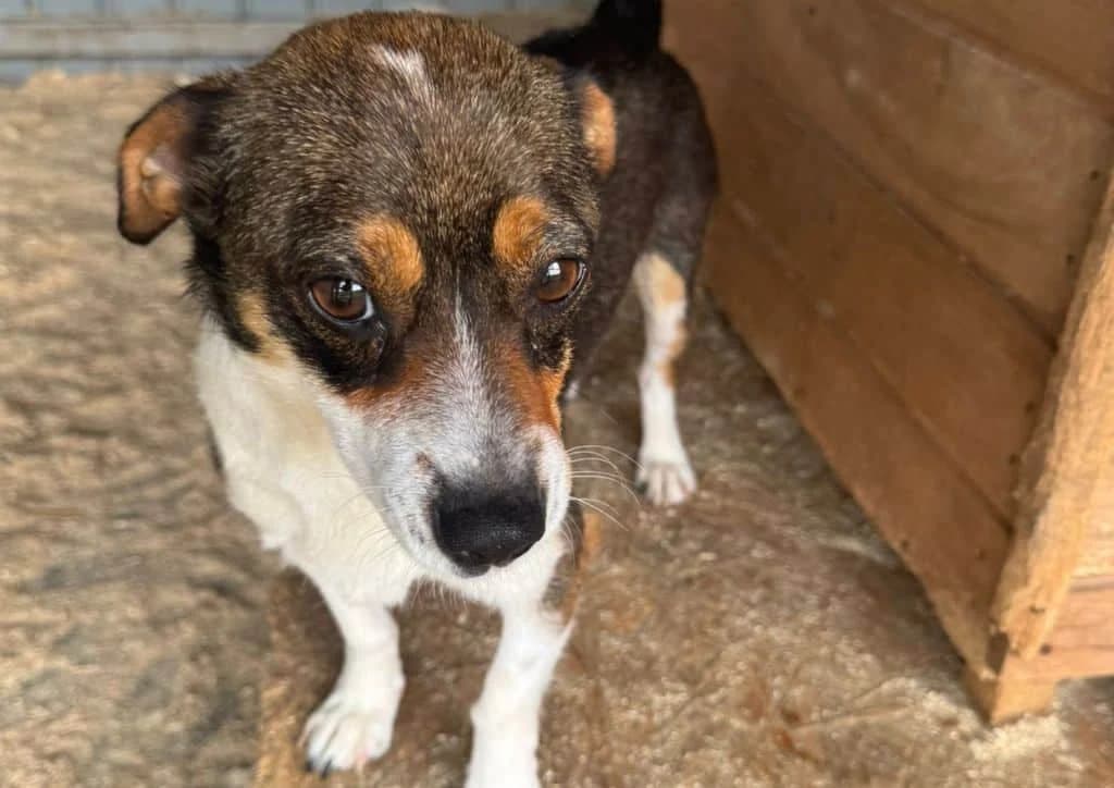 Carla, female young Mixed Breed for adoption at The Dog Rose), Dogrose