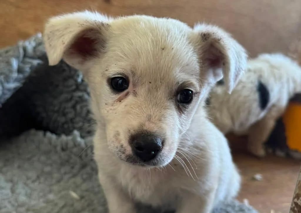 Casper, white male puppy Mixed Breed for adoption at The Dog Rose), Dogrose