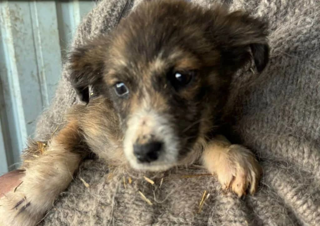 Chassy, brown, white female puppy Mixed Breed for adoption at The Dog Rose), Dogrose