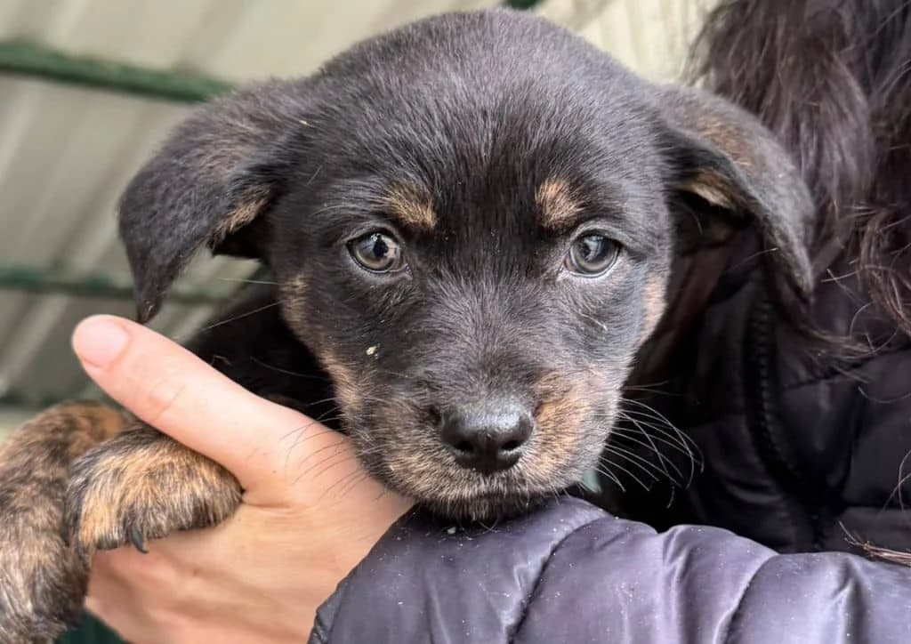 Chuck, male puppy Mixed Breed for adoption at The Dog Rose), Dogrose