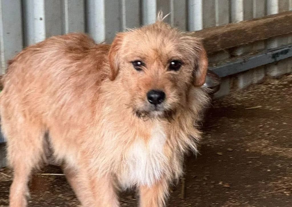 Chuppy, brown, white male young Mixed Breed for adoption at The Dog Rose), Dogrose