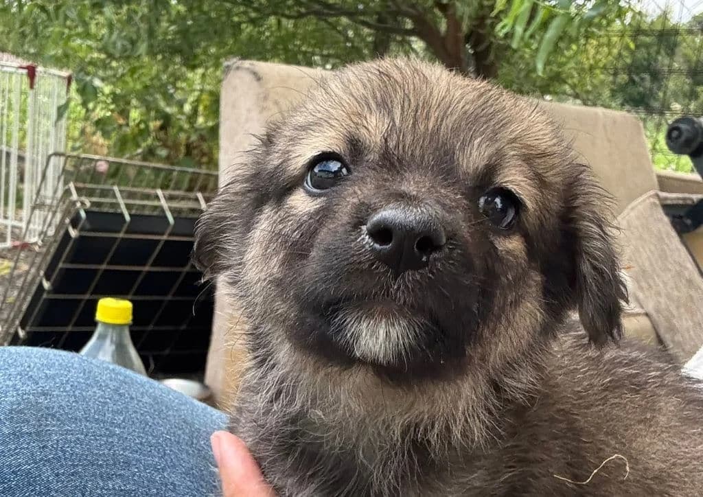 Churro, brown male puppy Mixed Breed for adoption at The Dog Rose), Dogrose