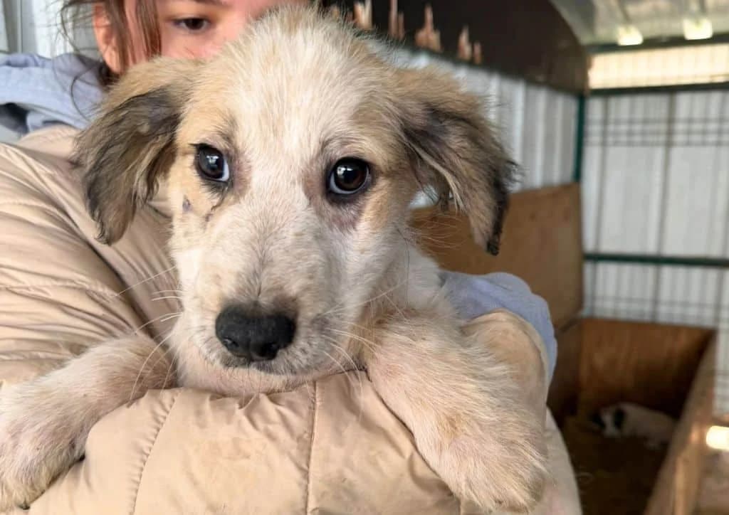 Cinnamon, white, brown female puppy Mixed Breed for adoption at The Dog Rose), Dogrose