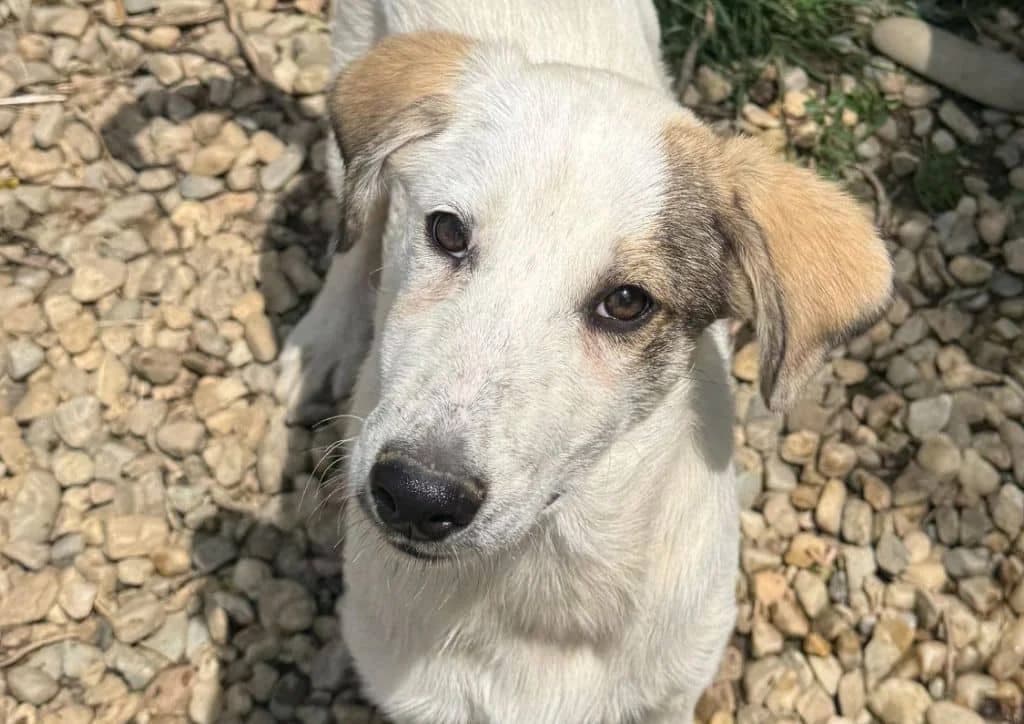 Claus, white, brown male puppy Mixed Breed for adoption at The Dog Rose), Dogrose