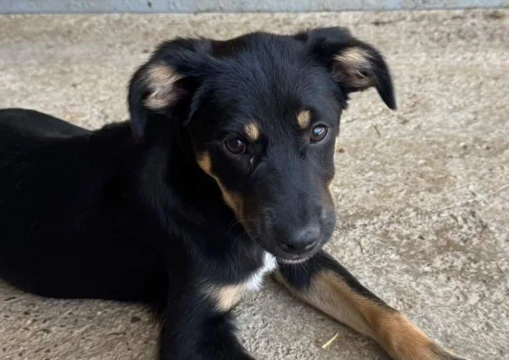 Coca Cola, black, brown female puppy Mixed Breed for adoption at The Dog Rose), Dogrose