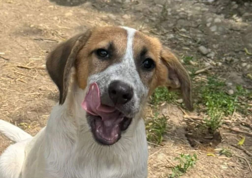 Codrin, white, brown male puppy Mixed Breed for adoption at The Dog Rose), Dogrose