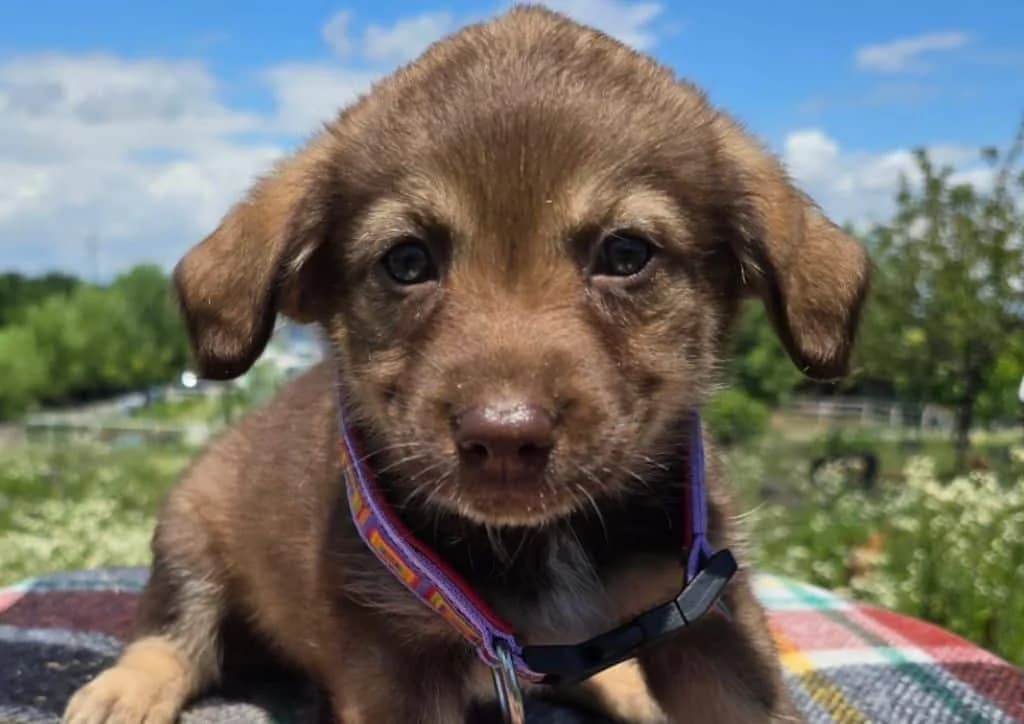 Coffee, brown, beige female puppy Mixed Breed for adoption at The Dog Rose), Dogrose