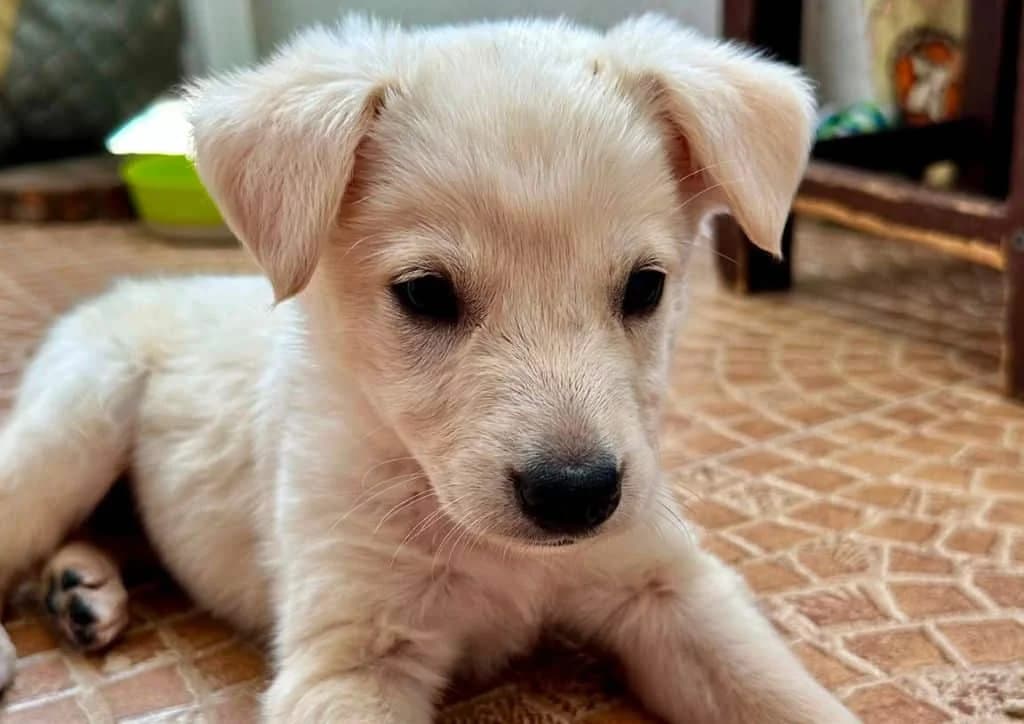 Cotton, white male puppy Mixed Breed for adoption at The Dog Rose), Dogrose