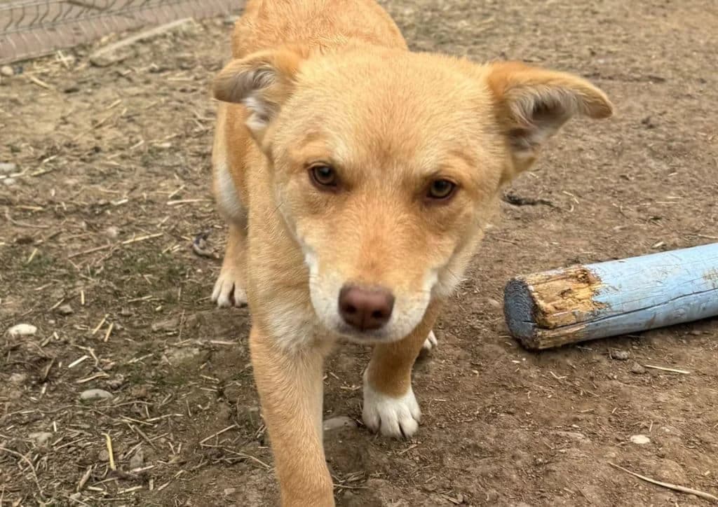 Cream, CREAM female young Mixed Breed for adoption at The Dog Rose), Dogrose