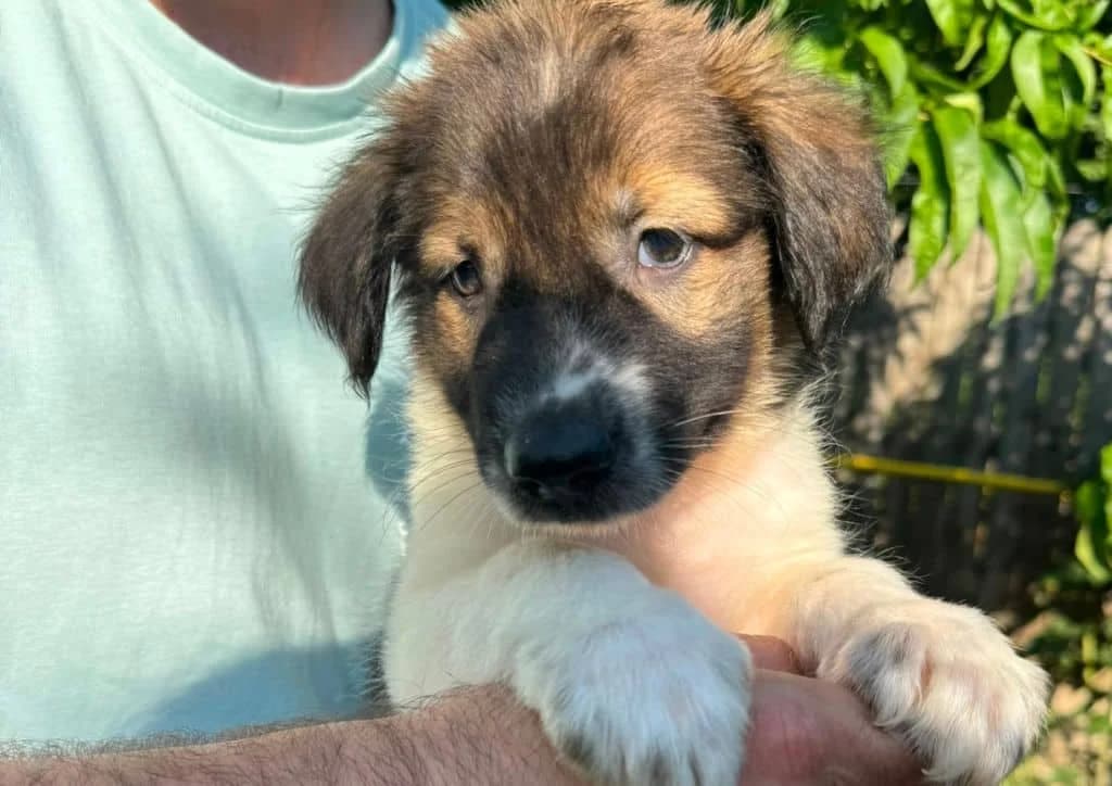 Dino, brown, white male puppy Mixed Breed for adoption at The Dog Rose), Dogrose