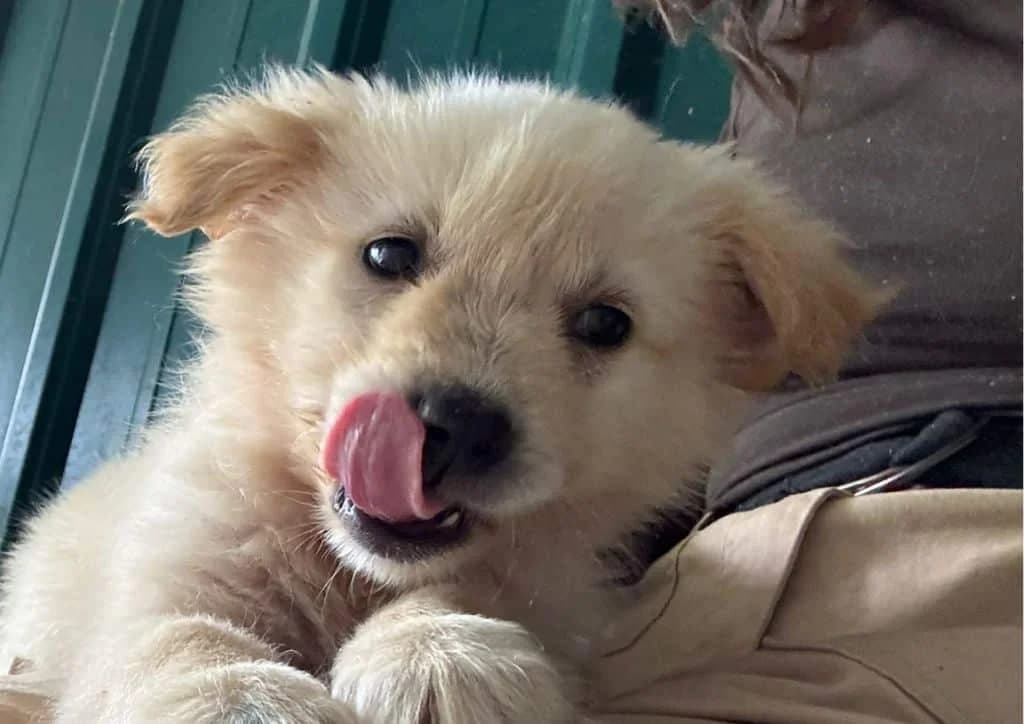 Dolly, beige female puppy Mixed Breed for adoption at The Dog Rose), Dogrose