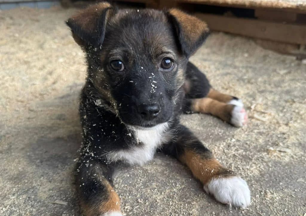 Dolores, brown, white  puppy Mixed Breed for adoption at The Dog Rose), Dogrose