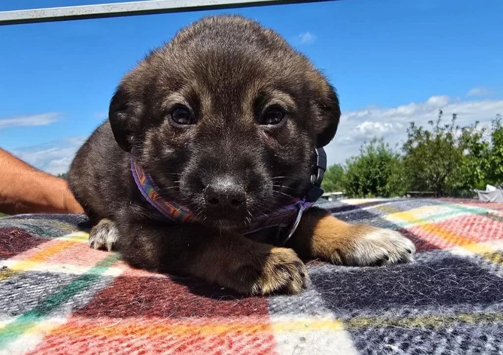 Donut, female puppy Mixed Breed for adoption at The Dog Rose), Dogrose