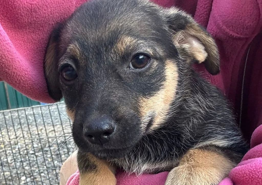Eminem, brown, black male puppy Mixed Breed for adoption at The Dog Rose), Dogrose