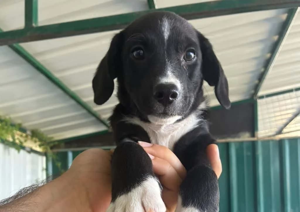 Enzo, black, white male puppy Mixed Breed for adoption at The Dog Rose), Dogrose