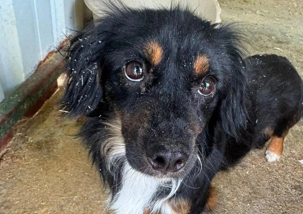 Eric, brown, black, white male 3yo Mixed Breed for adoption at The Dog Rose), Dogrose