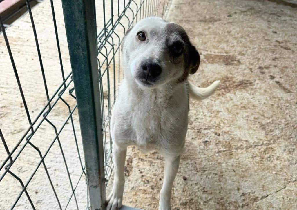 Esperanza, white, brown female senior Mixed Breed for adoption at The Dog Rose), Dogrose