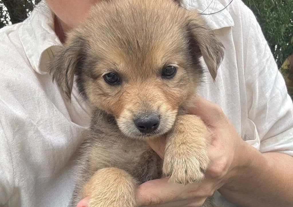Fabie, beige female puppy Mixed Breed for adoption at The Dog Rose), Dogrose