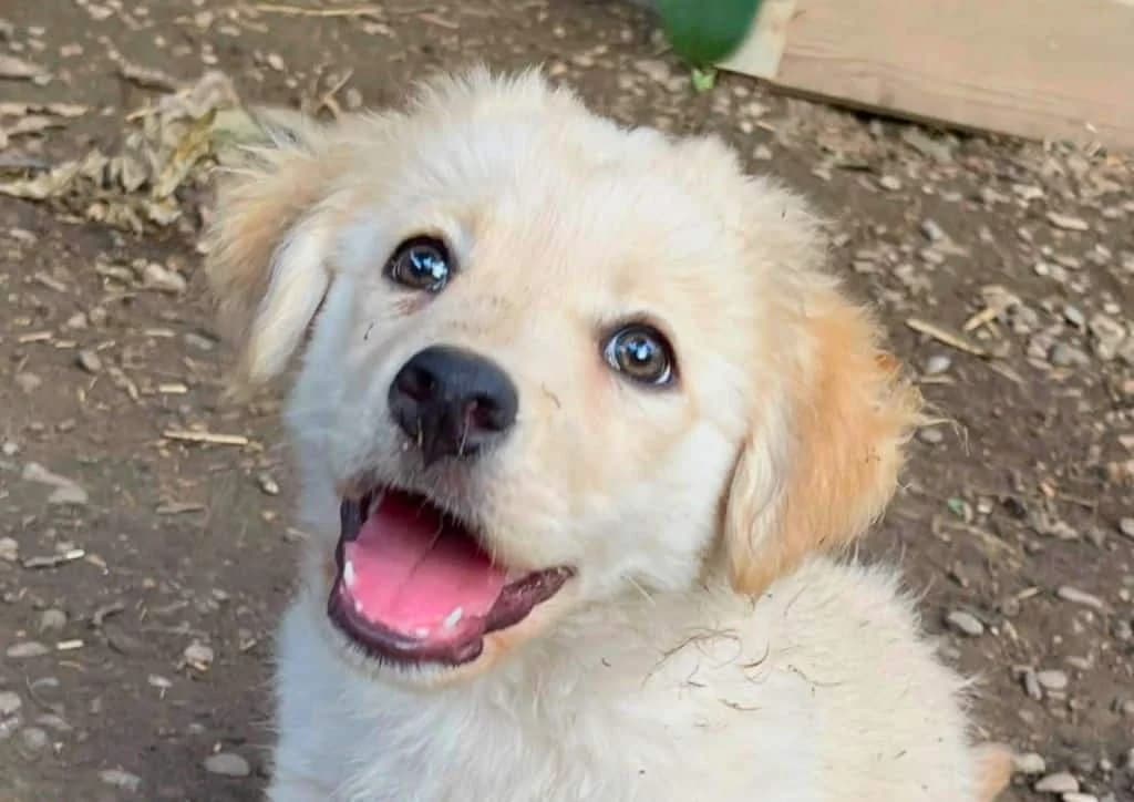 Fifi, beige female Mixed Breed for adoption at The Dog Rose), Dogrose