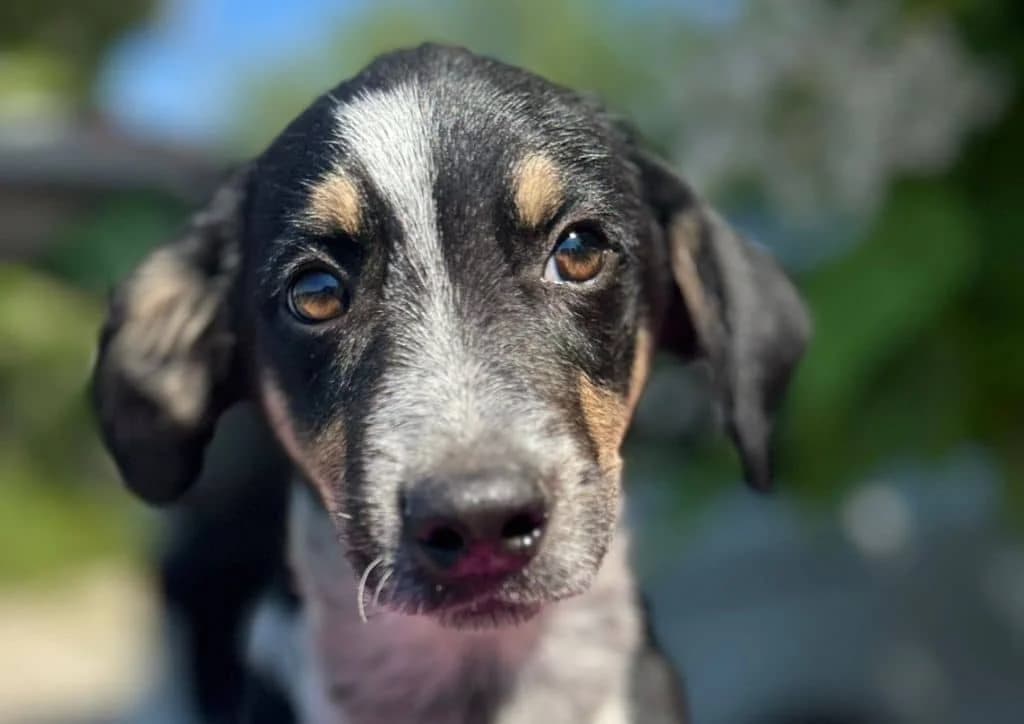 Figo, brown, white, beige, black male puppy Mixed Breed for adoption at The Dog Rose), Dogrose