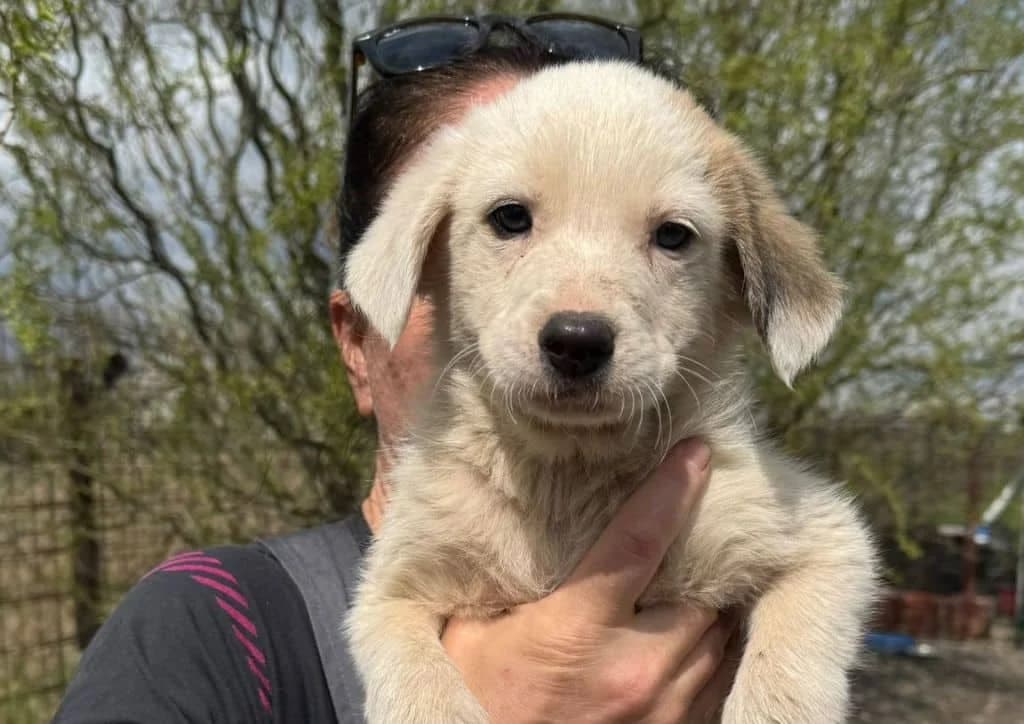 Finn, white male puppy Mixed Breed for adoption at The Dog Rose), Dogrose