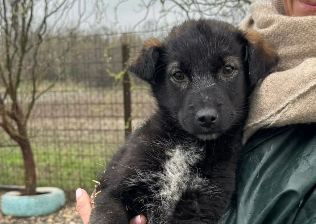 Fireball, black, white male puppy Mixed Breed for adoption at The Dog Rose), Dogrose