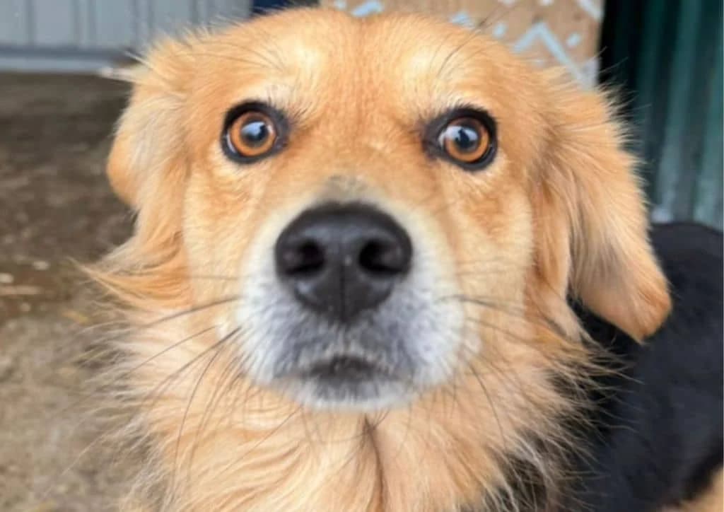 Flick, brown, white, black male young Mixed Breed for adoption at The Dog Rose), Dogrose