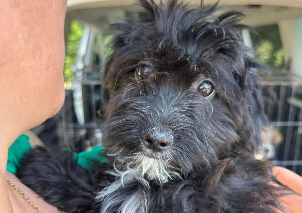Flitz, black, white male puppy Mixed Breed for adoption at The Dog Rose), Dogrose