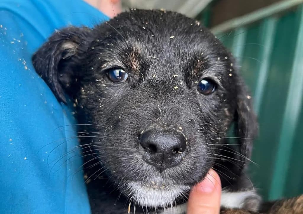 Flora, black, white female puppy Mixed Breed for adoption at The Dog Rose), Dogrose