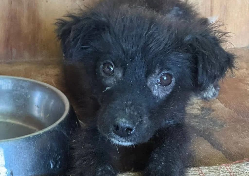 Fluffy, black, white female puppy Mixed Breed for adoption at The Dog Rose), Dogrose