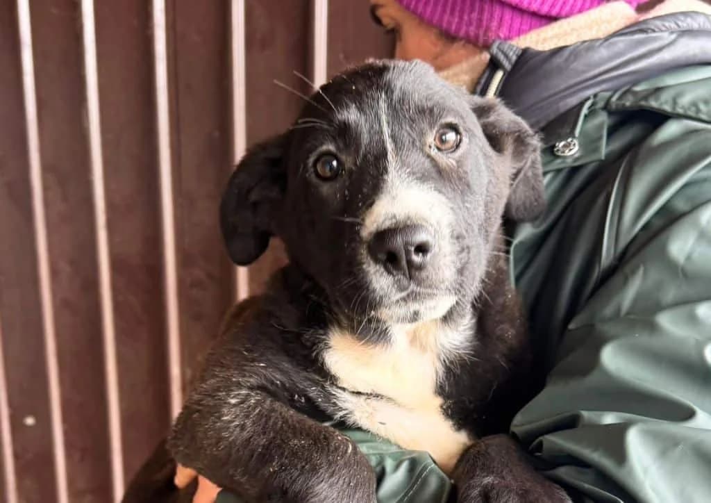 Focaccia, black, white female puppy Mixed Breed for adoption at The Dog Rose), Dogrose
