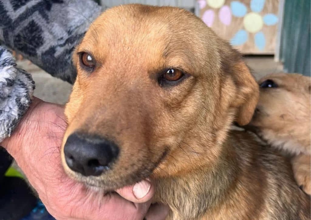 Foxy, brown female 3yo Mixed Breed for adoption at The Dog Rose), Dogrose