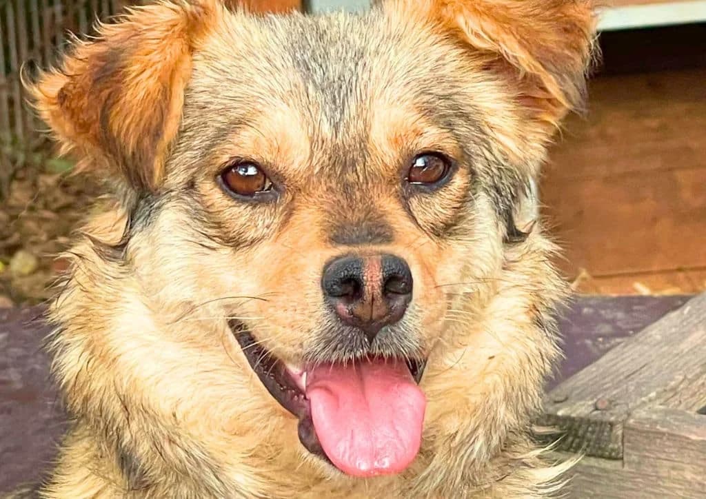 Freya, beige female Mixed Breed for adoption at The Dog Rose), Dogrose