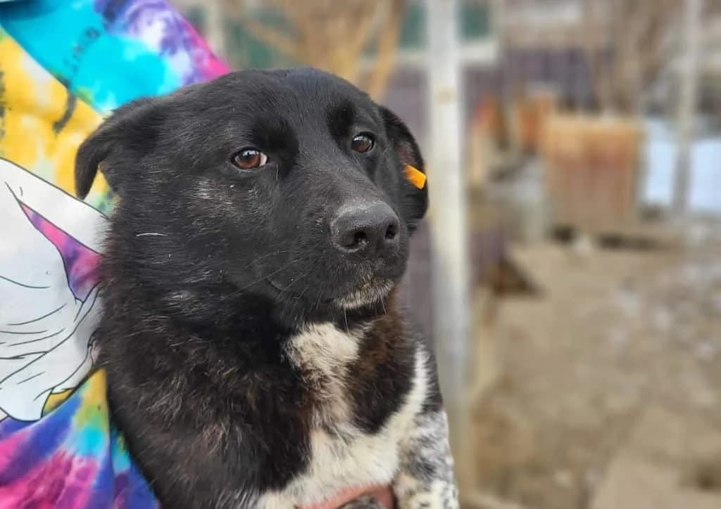 Frodo, black, white male young Mixed Breed for adoption at The Dog Rose), Dogrose