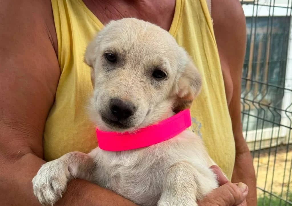 Fugi, white male puppy Mixed Breed for adoption at The Dog Rose), Dogrose