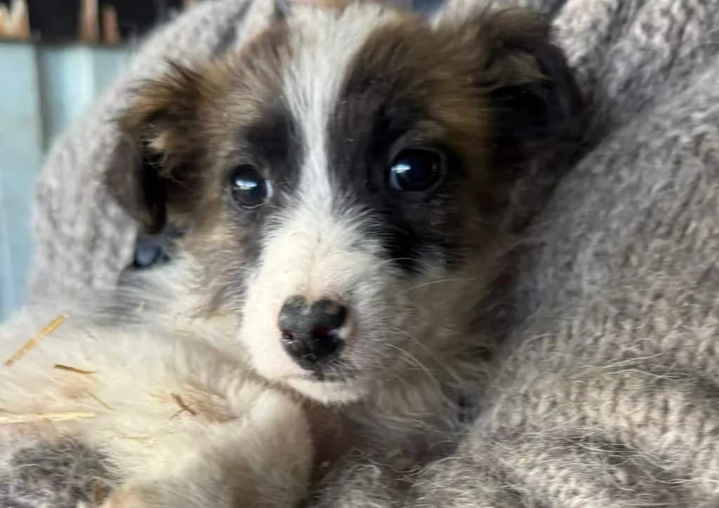 Galeo, brown, white male puppy Mixed Breed for adoption at The Dog Rose), Dogrose