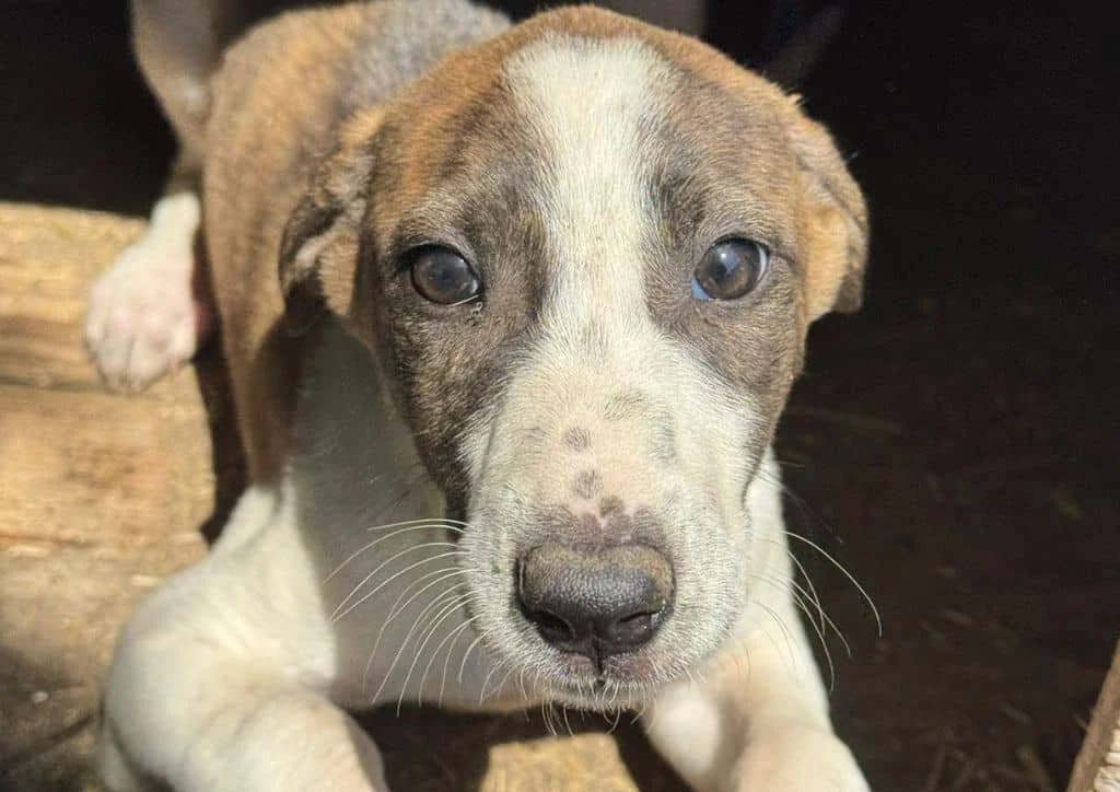 Gilda, white, brown female puppy Mixed Breed for adoption at The Dog Rose), Dogrose