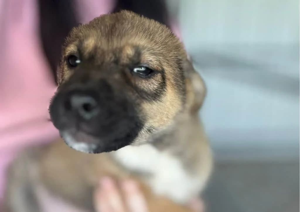 Giuseppe, brown male puppy Mixed Breed for adoption at The Dog Rose), Dogrose